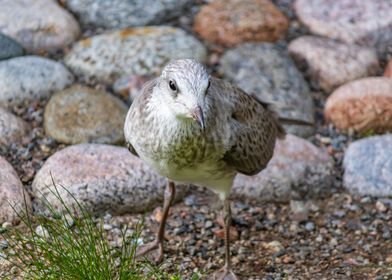 Seagull baby among rocks