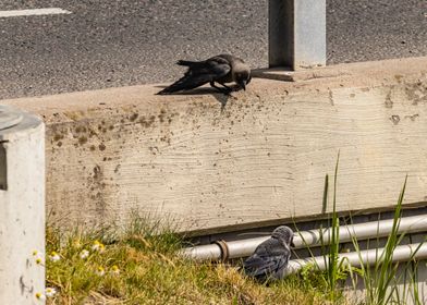 Crows talking