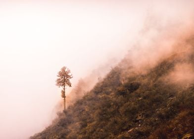 The lonely tree