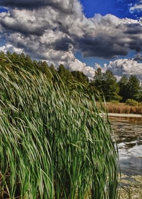 Reeds Around A Lake