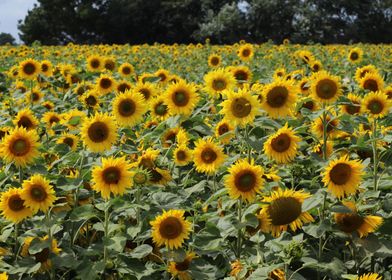 Sunflower Field