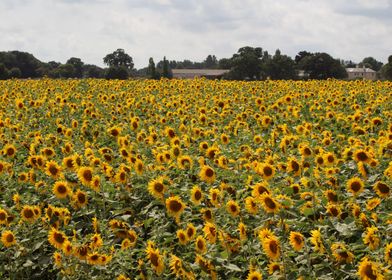 Field Of Gold