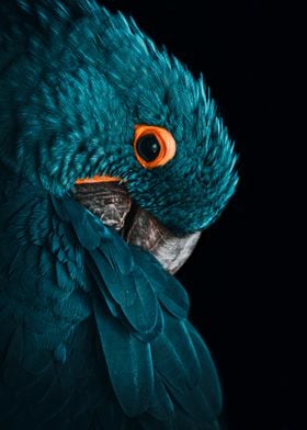 Blue parrot poster  