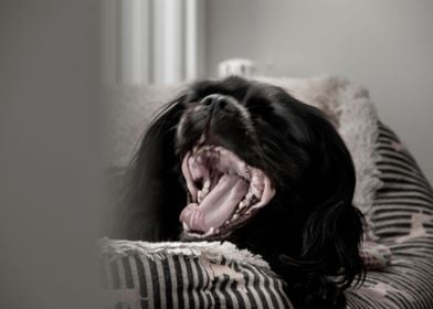 Yawning Doggy