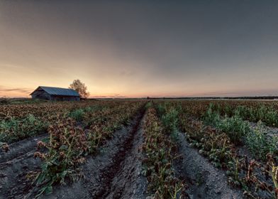 Barn House By the Fields