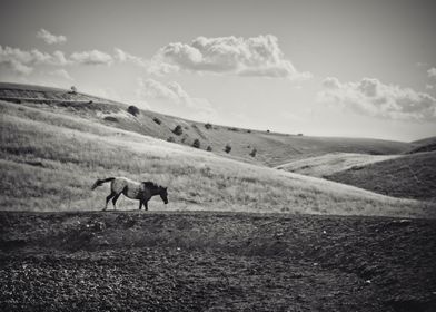 wild prairie horse