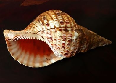 Triton Conch Shell