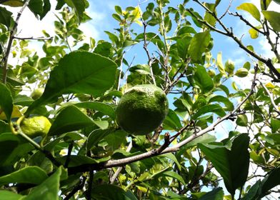 The Ripening of Lemons