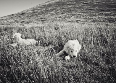 shepherd dog puppies