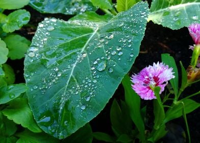 A Rainy Garden