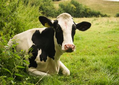 A Cow laying in the Field