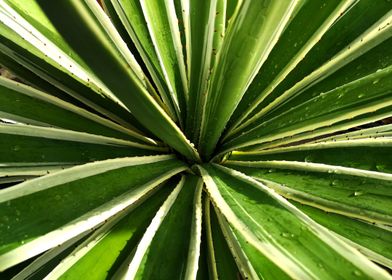 Spiralled Succulent