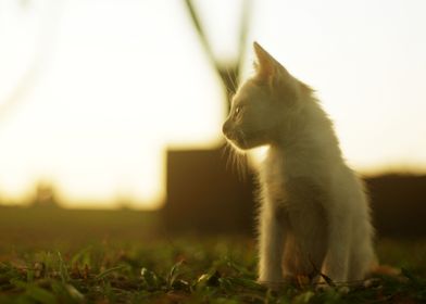 A Cat in Golden Hour