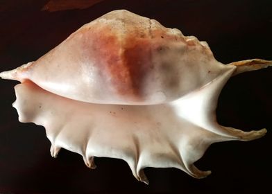 Large Spider Conch Shell