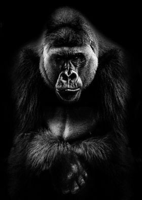 wild gorilla face poster 