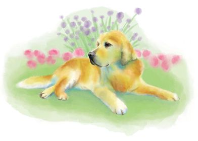 Golden retriever