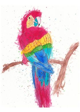 Scarlet Macaw Parrot 