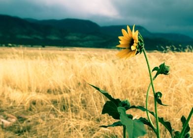 Sunflower Salutation