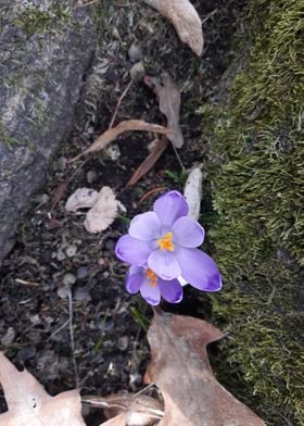 Violet Flower 