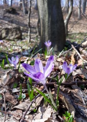 Violet Flower