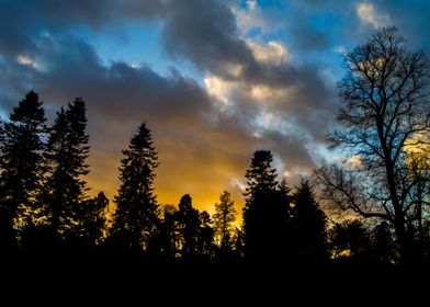 Forest Skyscape