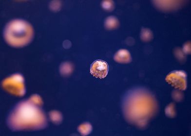 Small orange jellyfish
