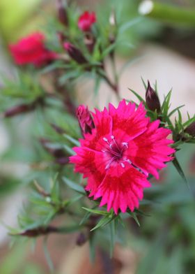 Red Flower