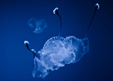 White jellyfish