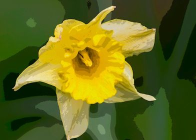 Daffodil