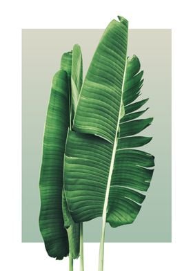 Palm Leaves in Olive 2