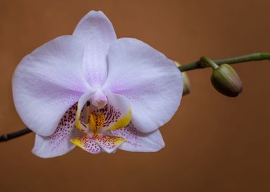 Sexy Orchid