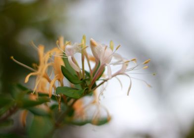 Yellow flowers