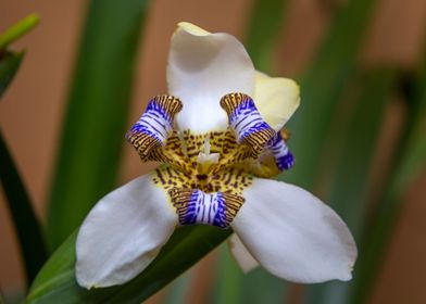 Coat of Arms Flower