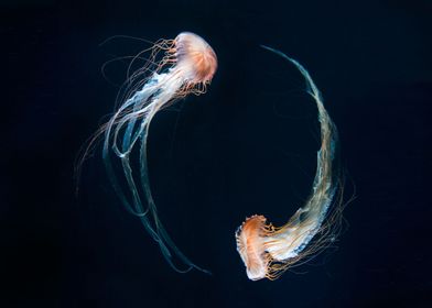 Jellyfish Yin Yang
