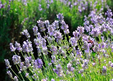 lavender flowers 