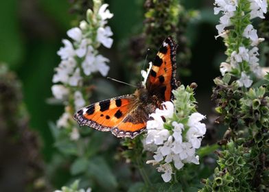 Cute Butterfly