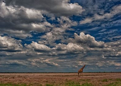 Lone Giraffe