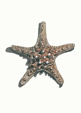 Horned Sea Star