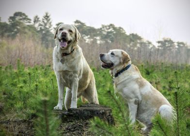 Two Dog at Nature