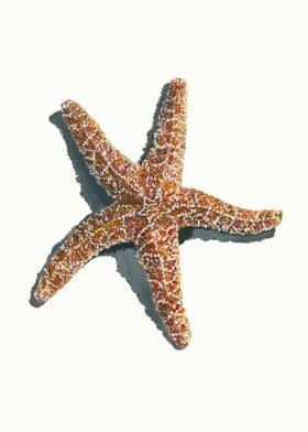 Common Starfish 