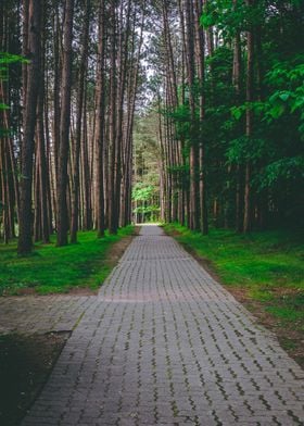 Sidewalk Among the Trees