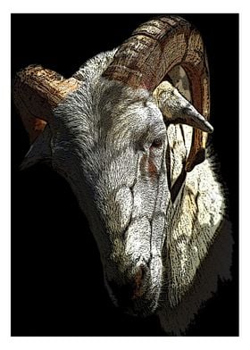 Ram Sheep Poster Art