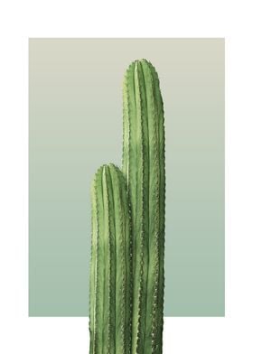 Two Cactus in Olive