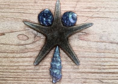 seastar shell composition