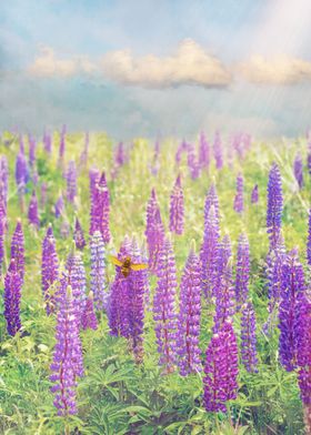 Field of Purple Lupines