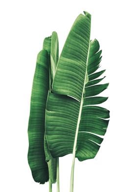Palm Leaves 2