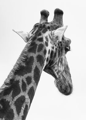 wild giraffe head poster  