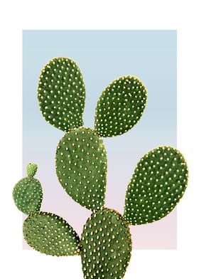 Cactus in Sunset