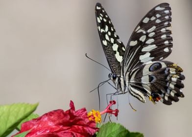 Christmas butterfly