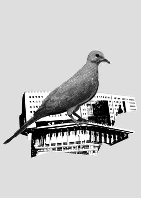 CITY pigeon 